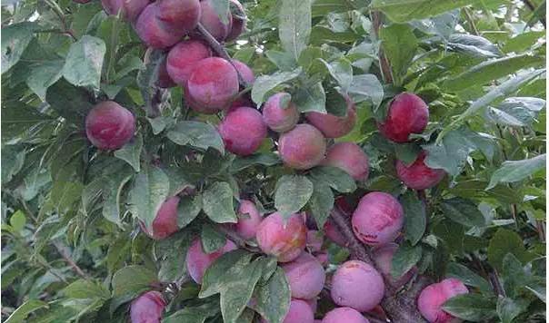 李子保鲜是存放冰箱吗,李子保鲜杀菌消毒