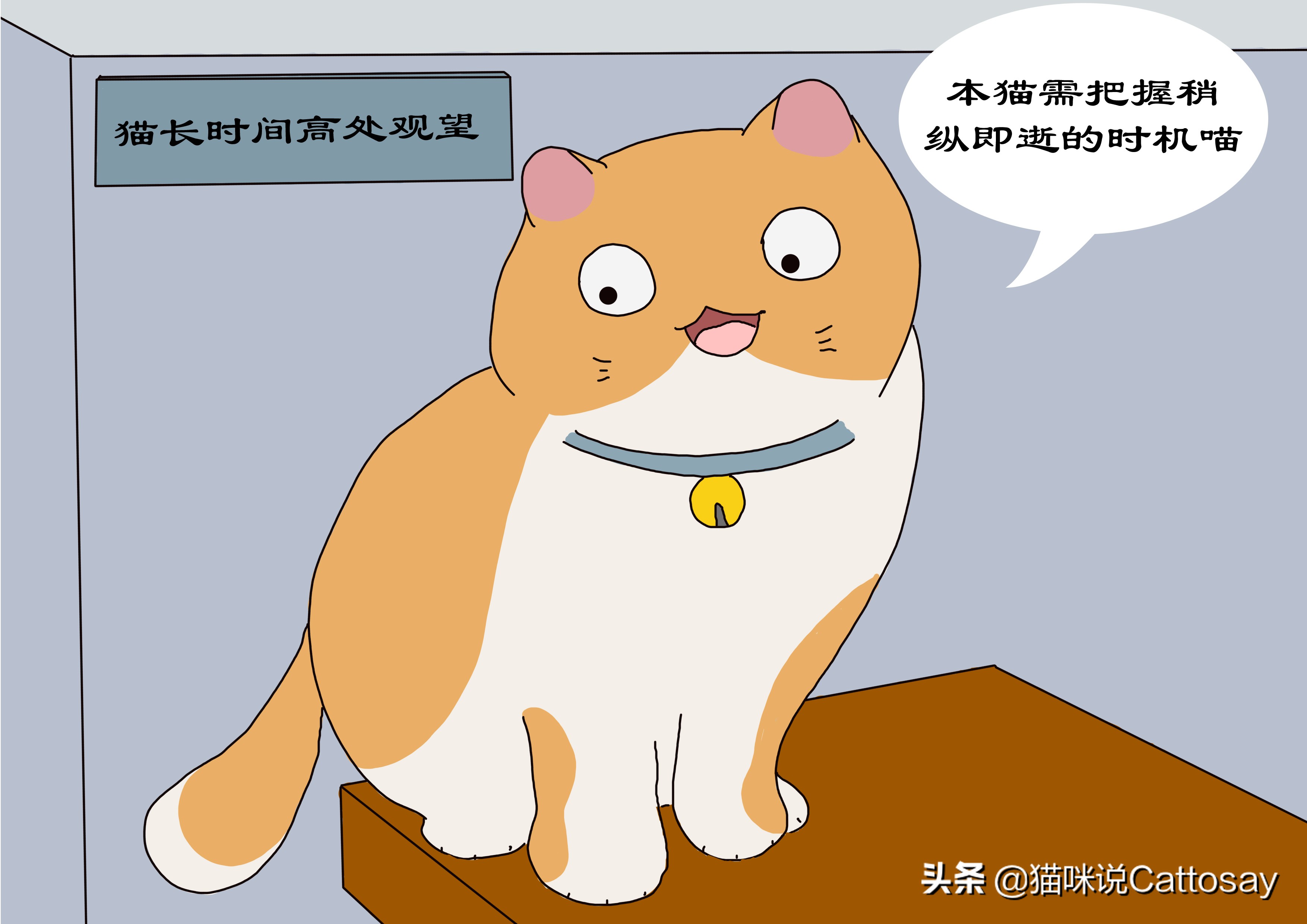 铲屎官出门了猫一直守着,铲屎官回家猫和狗的迎接方式