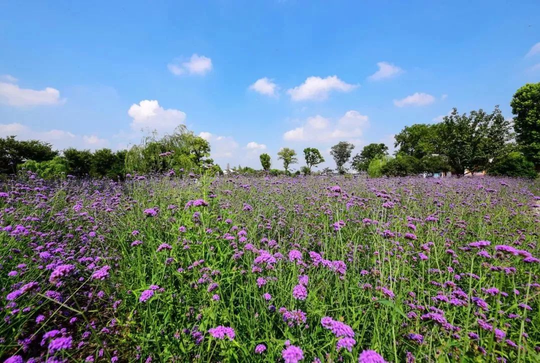 鹅湖玫瑰园花期,鹅湖玫瑰园美篇