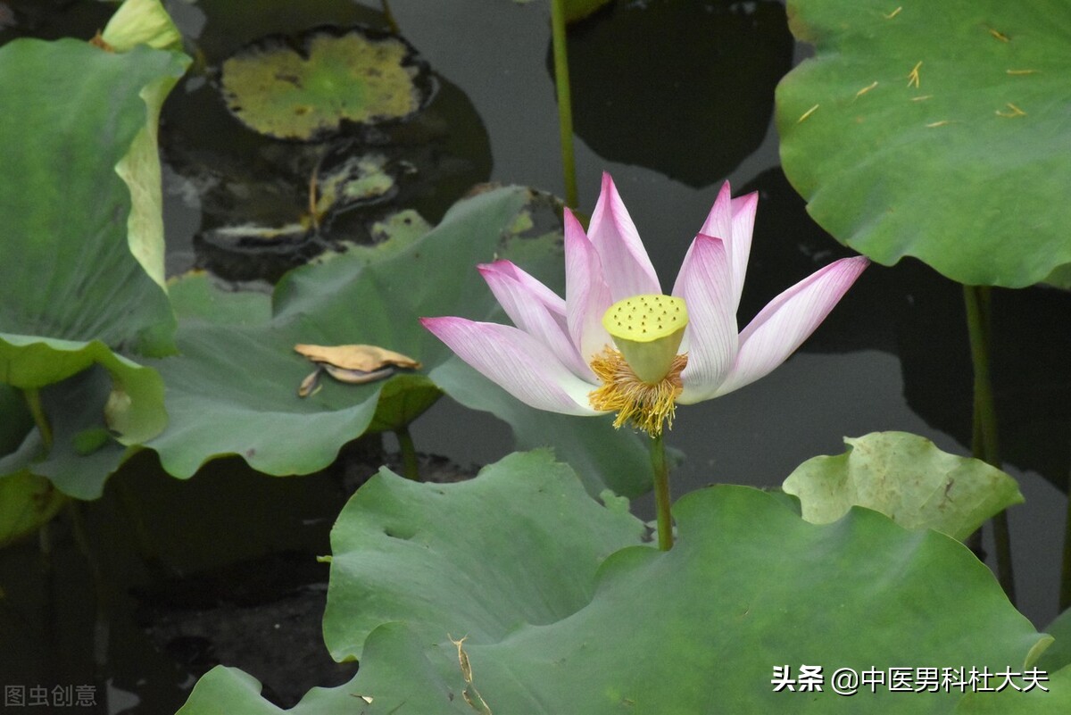 心气虚肾阴阳两虚的人怎样调理,心脾两虚与阳虚气郁体质关系