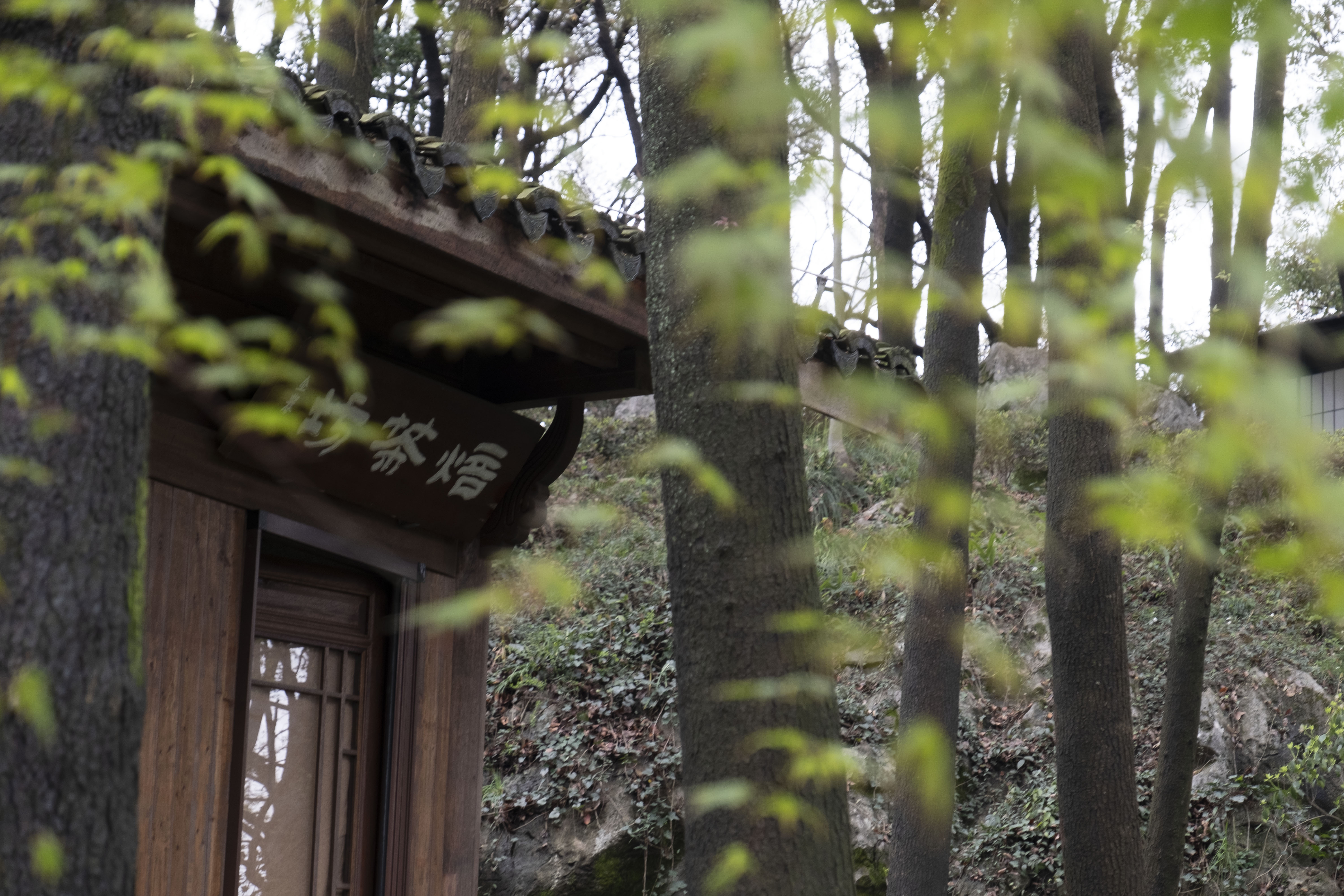 西湖龙井春茶季,龙井茶西湖明前春茶