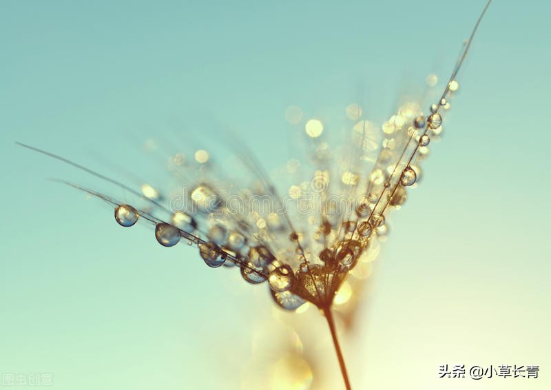 妈妈煲的一碗白米粥,一碗热气腾腾的白粥