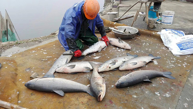 为何青鱼现在几乎没人养殖了,青鱼中国不多为什么还是四大家鱼