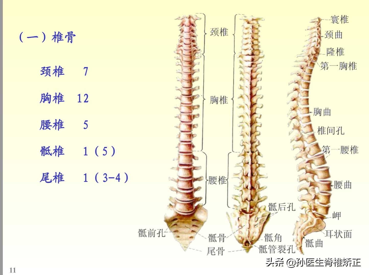 解剖学基础ppt完整版,人体系统解剖学ppt完整版