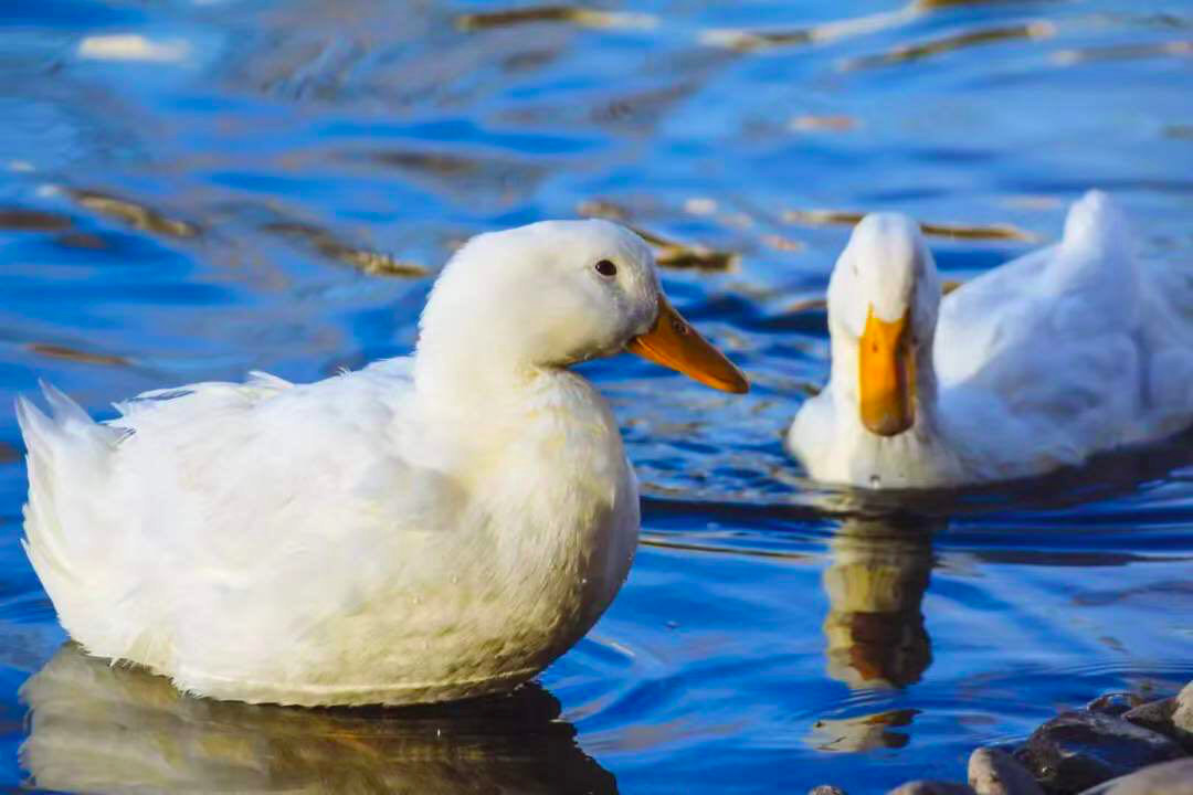 100%白鸭绒羽绒超轻高档大气,纯鸭绒羽绒高品质