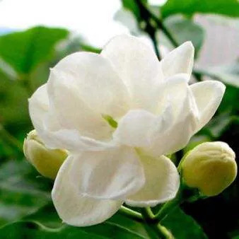 全部金木水火土五行五系植物介绍,五种植物代表五行