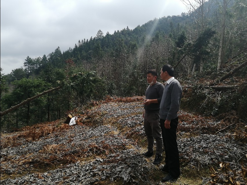 四明山哪座山上有黄精,四明山哪里有山黄精