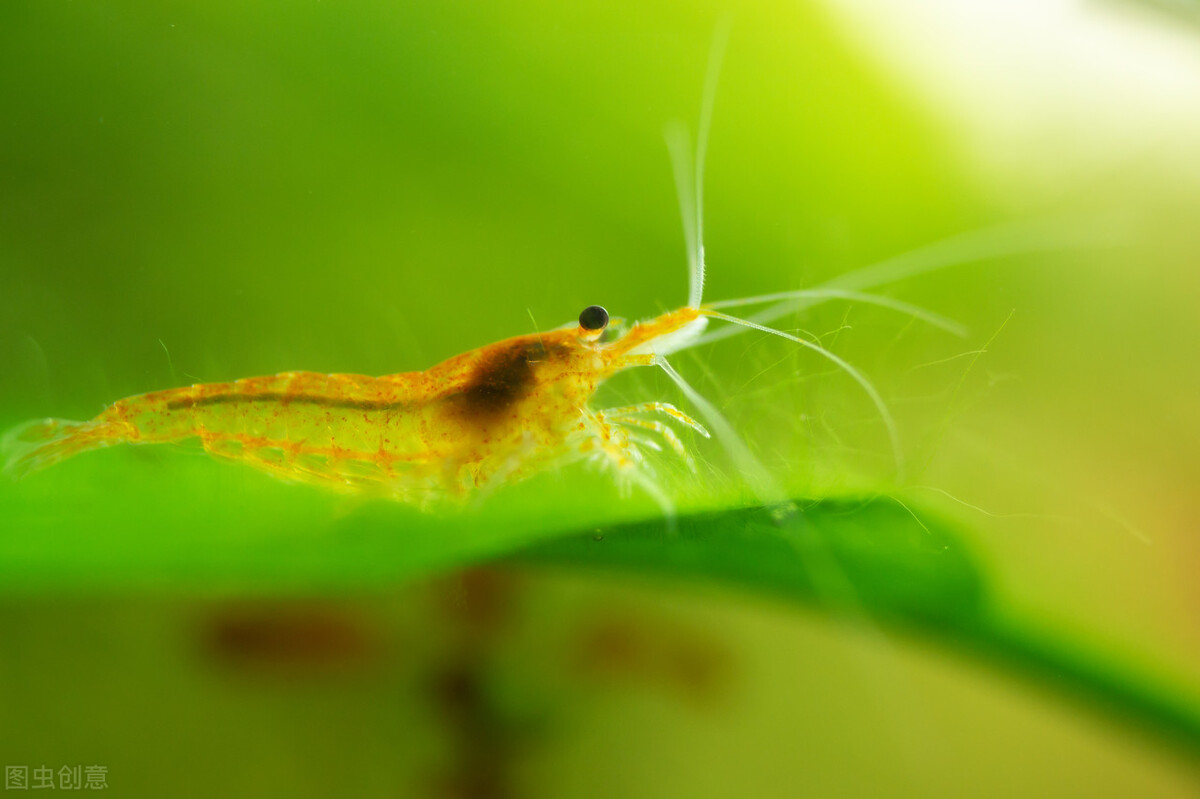 观赏虾怎么养才不死,养观赏虾的方法和技巧
