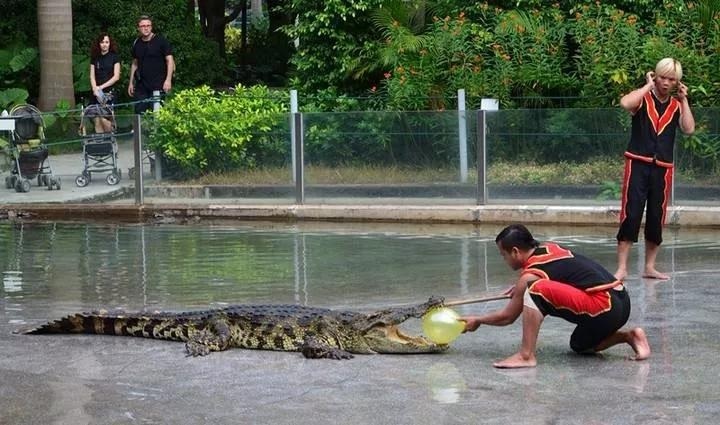 瀚阳水上世界鳄鱼表演,鳄鱼谷鳄鱼表演