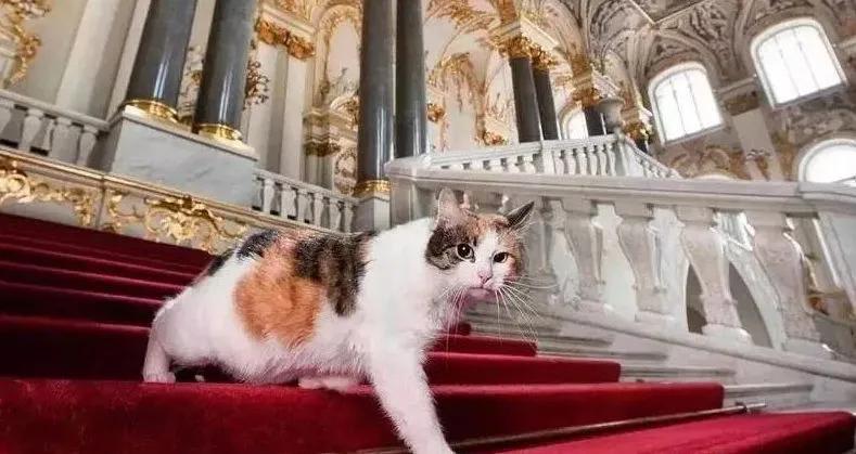 流浪猫突然暴富了,俄罗斯3只流浪猫