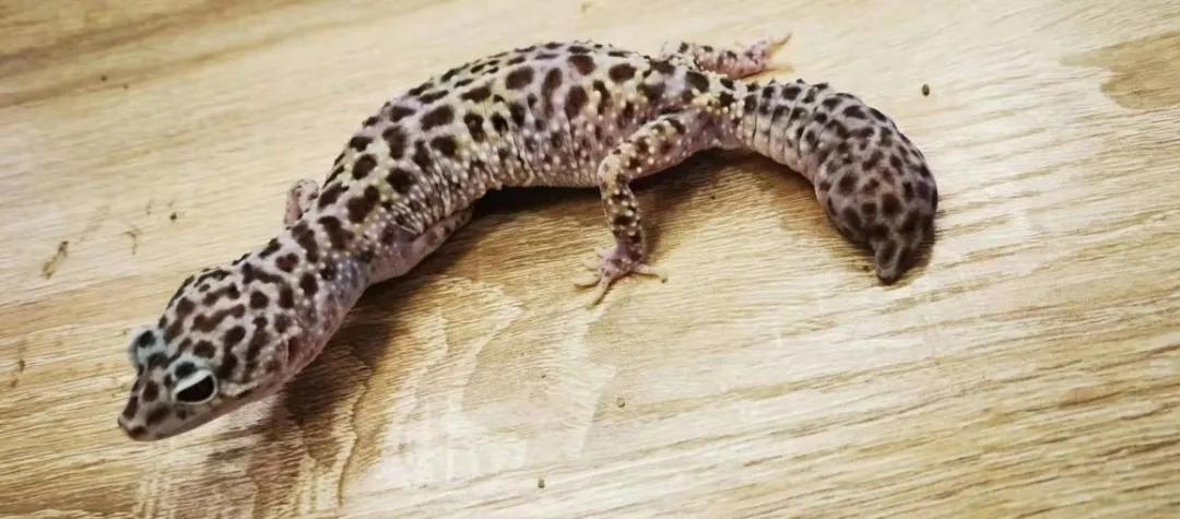 这种会吃蟑螂的小可爱，真的不考虑养一只嘛？