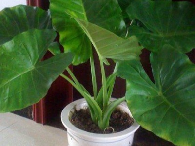 滴水观音叶子发黄是什么原因,滴水观音叶子发黄怎么办