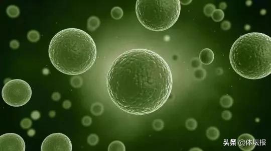 春节送礼别上当：螺旋藻不是「万能药」|健身小课间