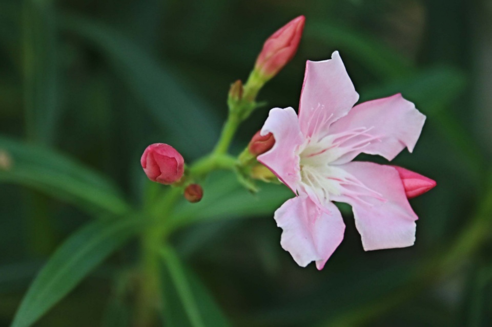 十二星座不理你的表现是什么,十二星座不爱你的表现双子
