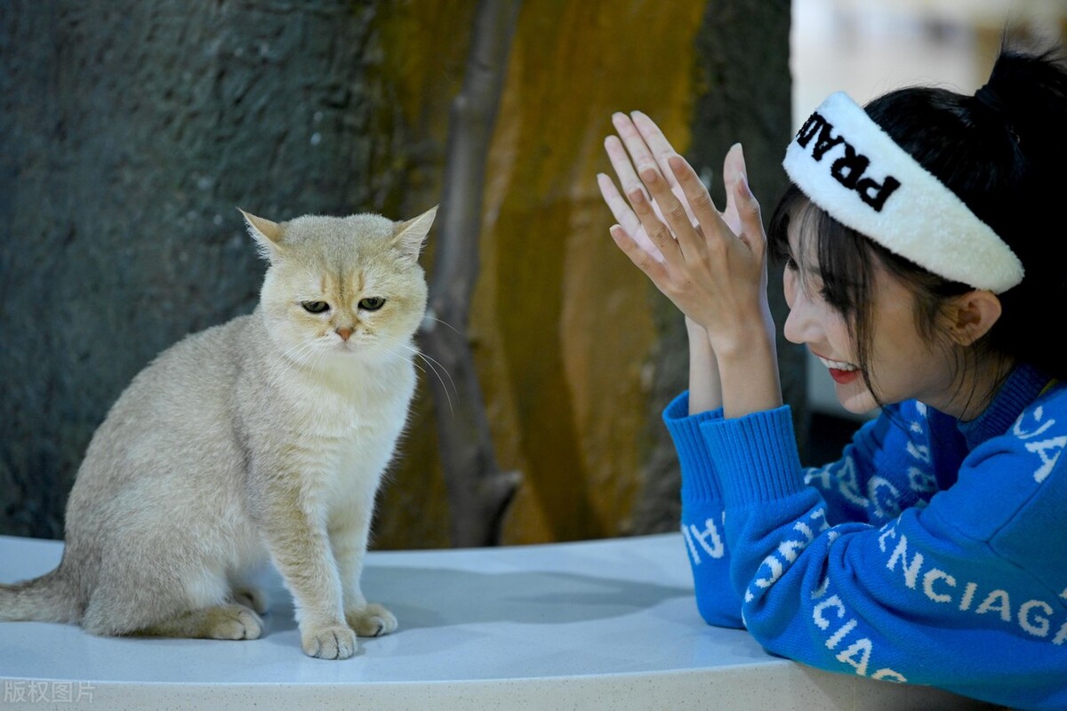 家里猫多怎么去除猫味,满屋的猫尿味如何彻底清除