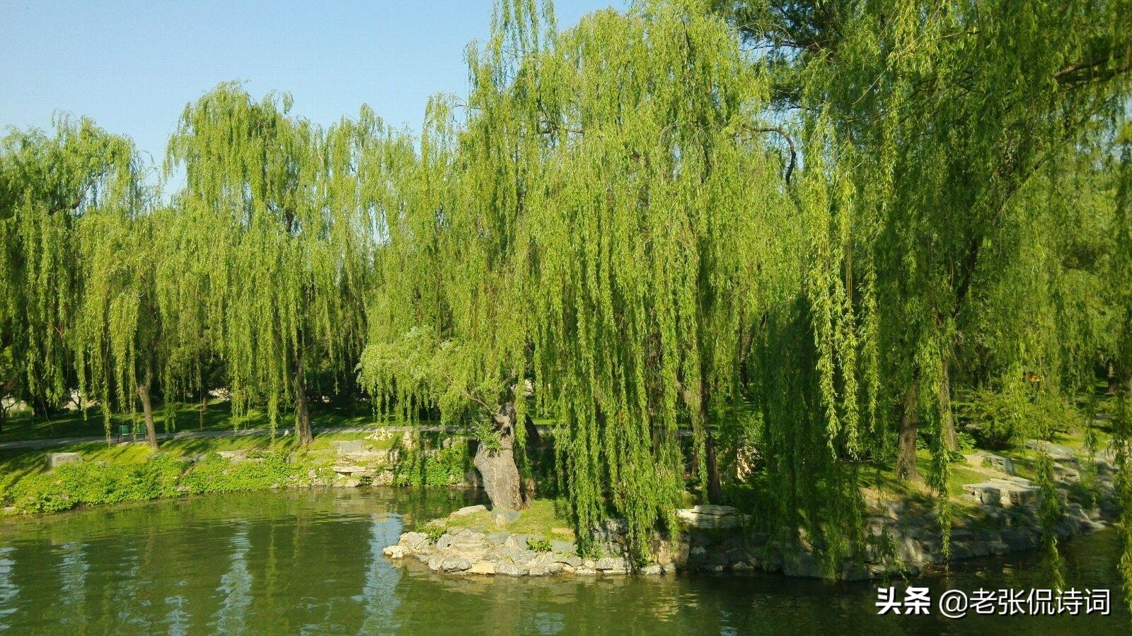 晚唐一首唐诗写江边垂柳，不料却成了唐王朝灭亡的一曲挽歌