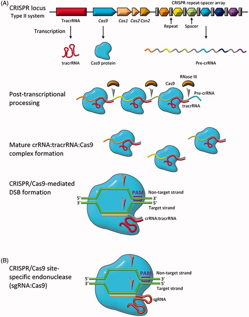 基因魔剪是什么概念,基因研究的热点
