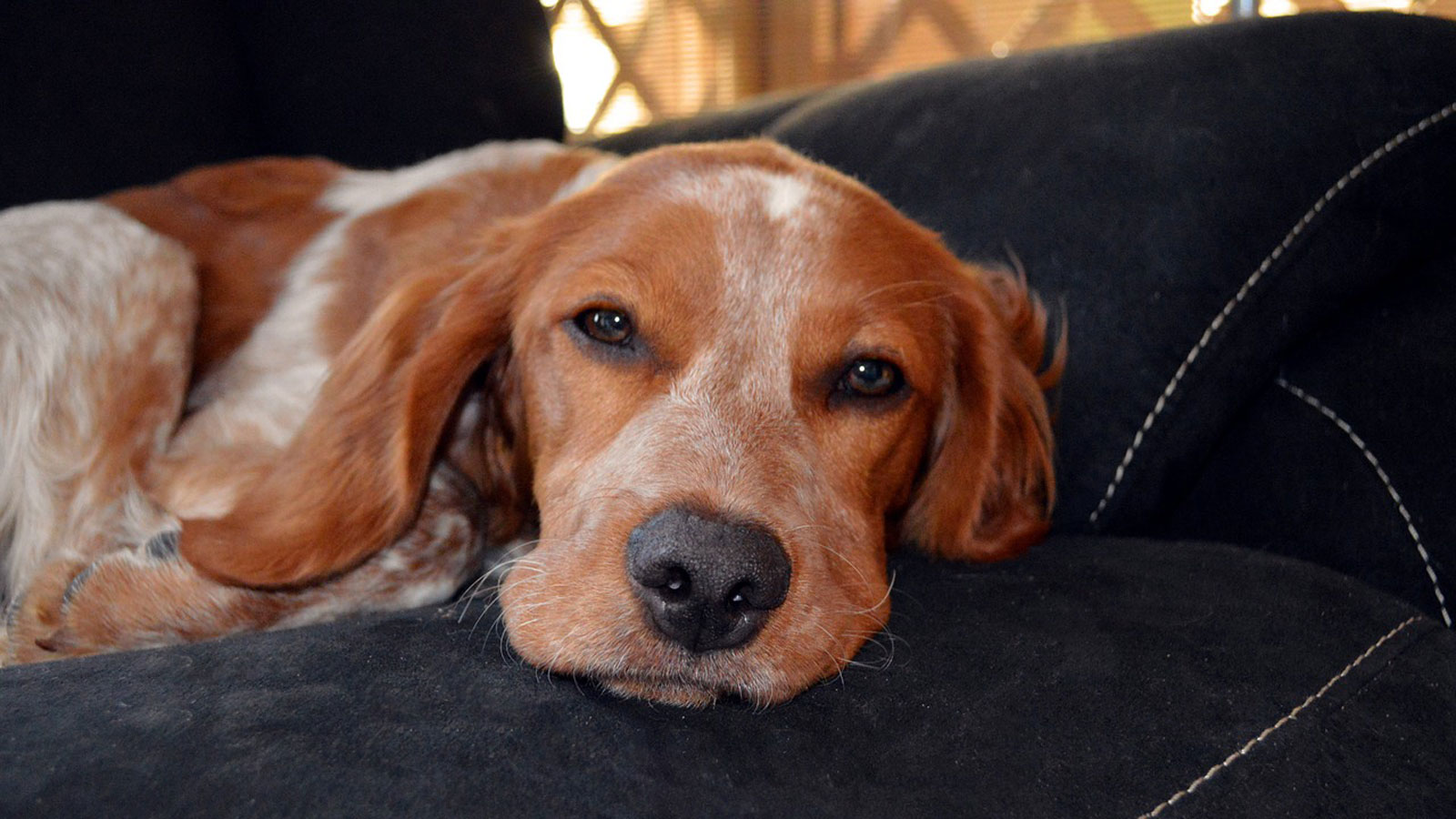 狗一直咳嗽跟卡住一样是怎么回事,狗总是咳嗽像气管炎