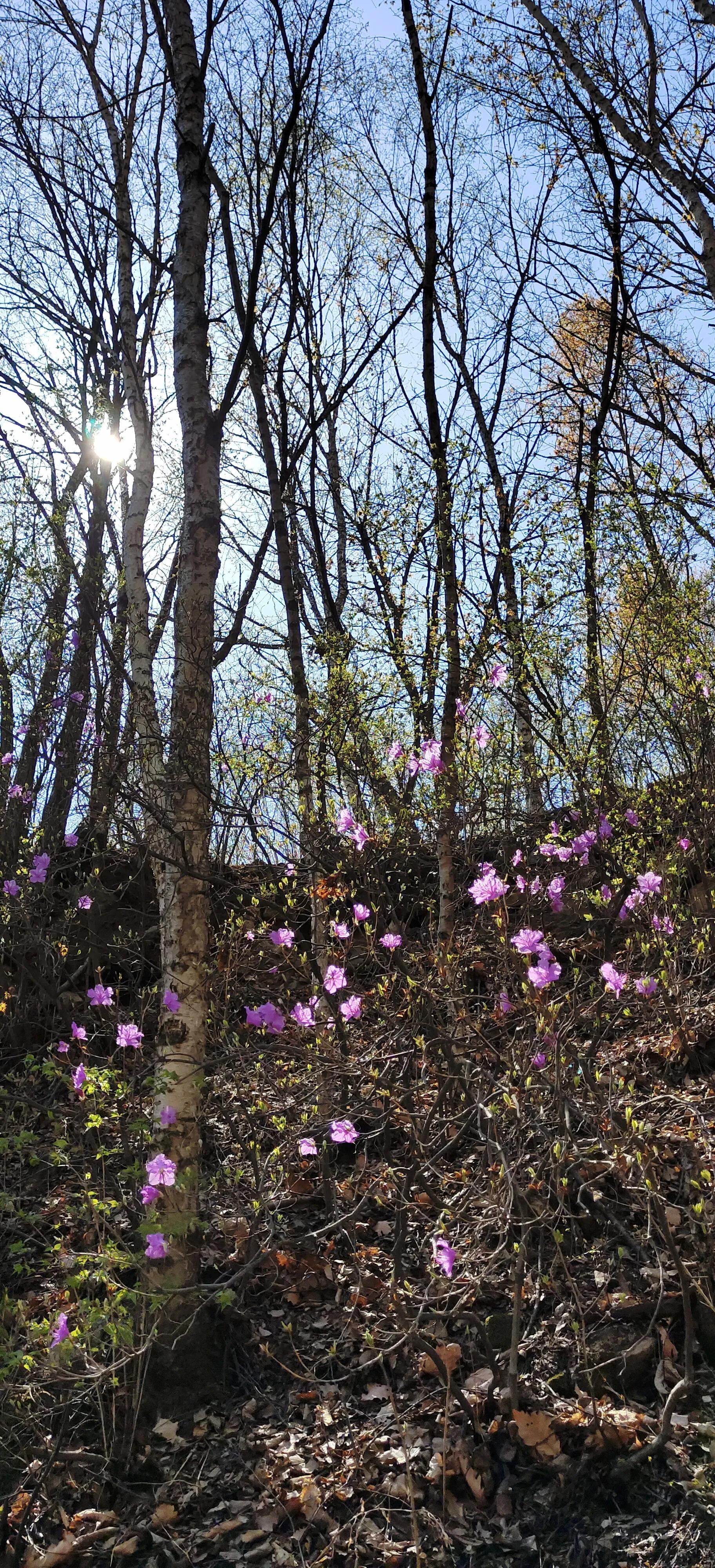 喇叭沟门原始森林住宿,喇叭沟门原始森林冰川