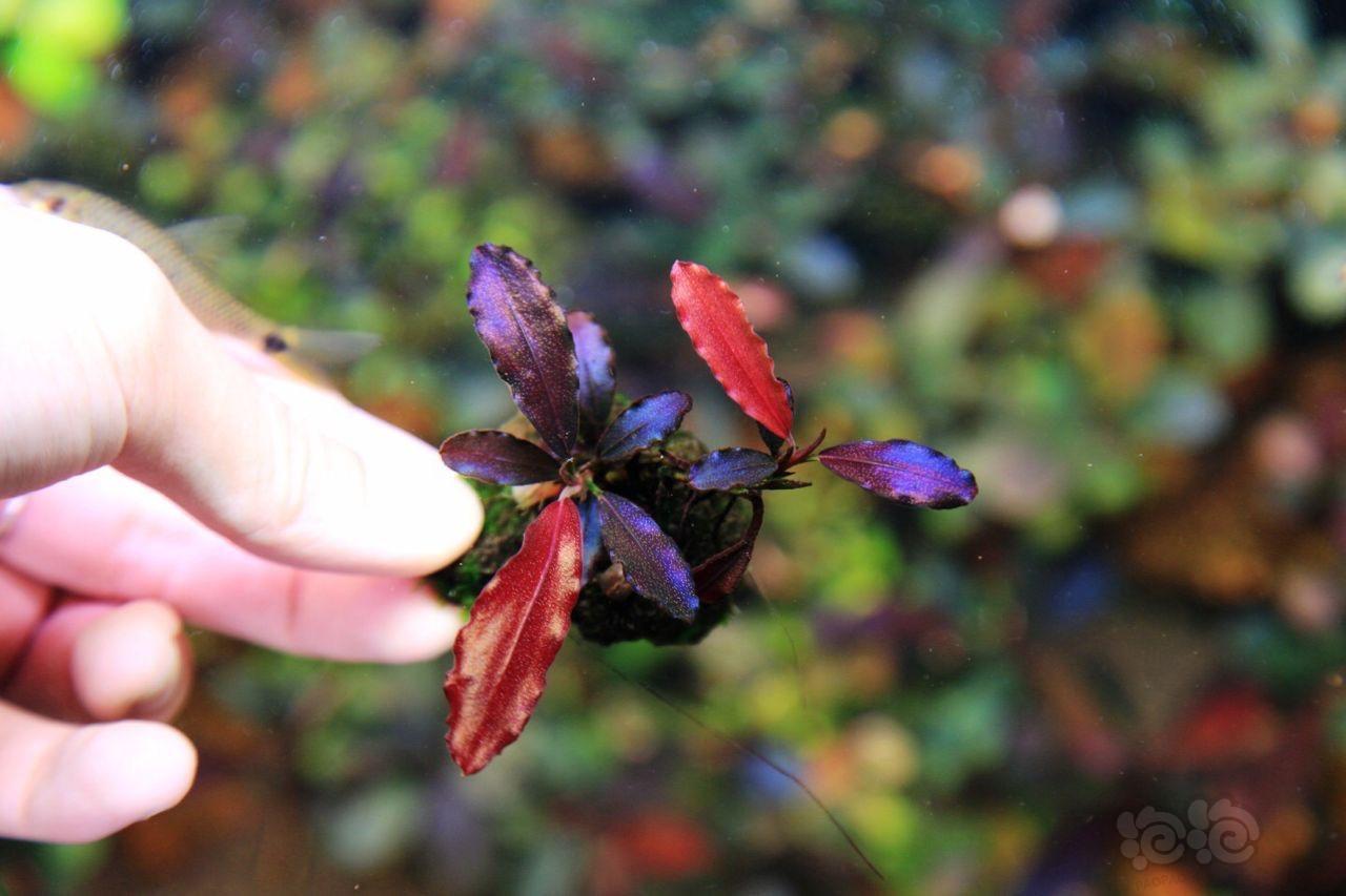 海莲娜辣椒榕和玄武海辣椒榕区别,辣椒榕水草好养吗