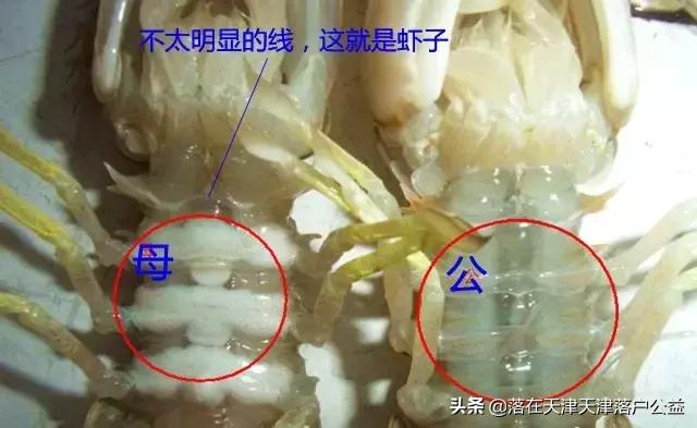 开海了怎么选海鲜,开海了囤点什么海鲜合适