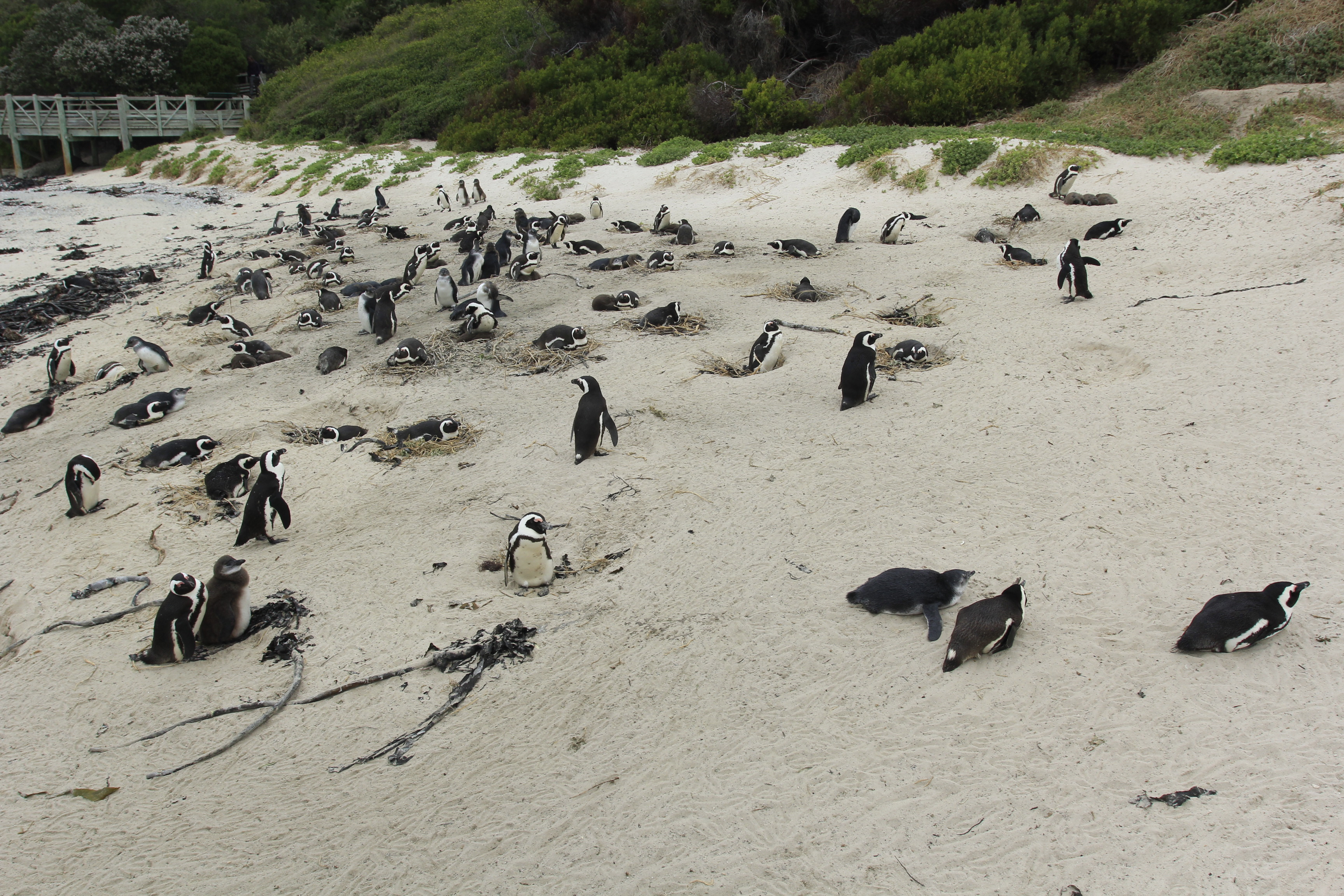 奇特现象:150万只企鹅离开南极,不远万里,就是为了在非洲生活