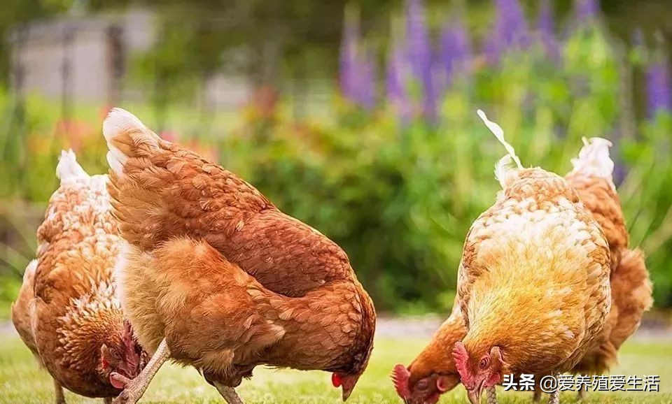 蛋鸡高峰期产蛋率涨得慢怎么办,蛋鸡产蛋率下降怎么解决