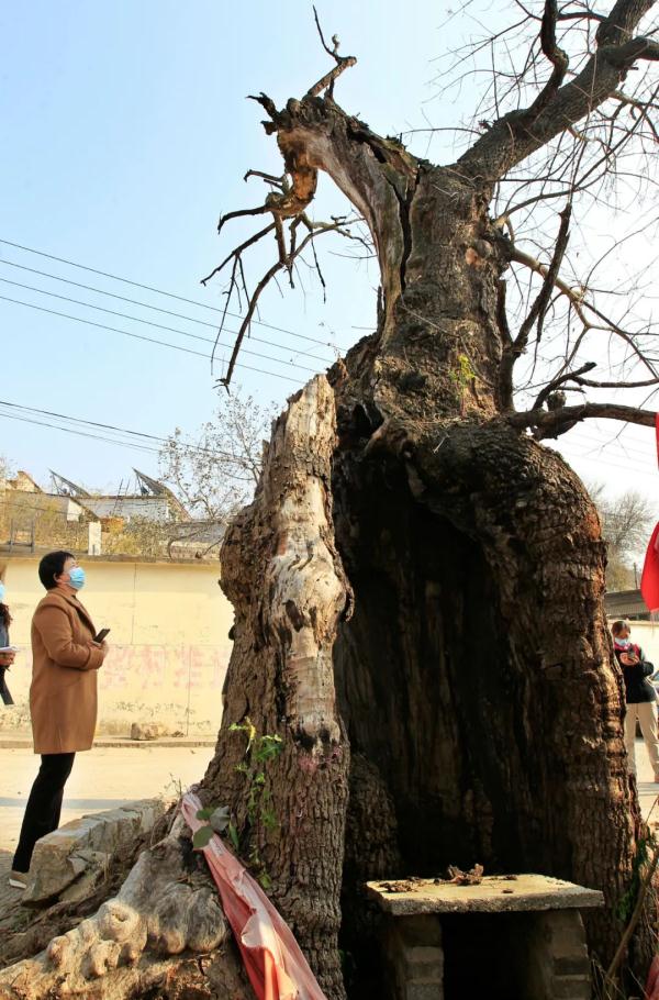 千年黄连木,千年古树黄连木