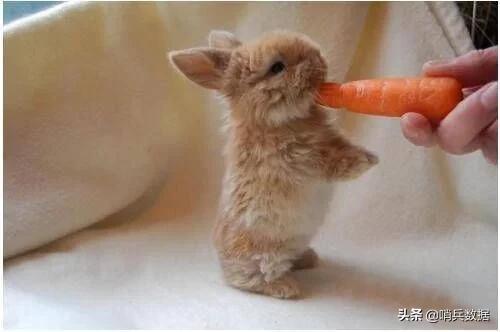 全球十大最小的宠物,全球10大最小宠物小巧可随身携带