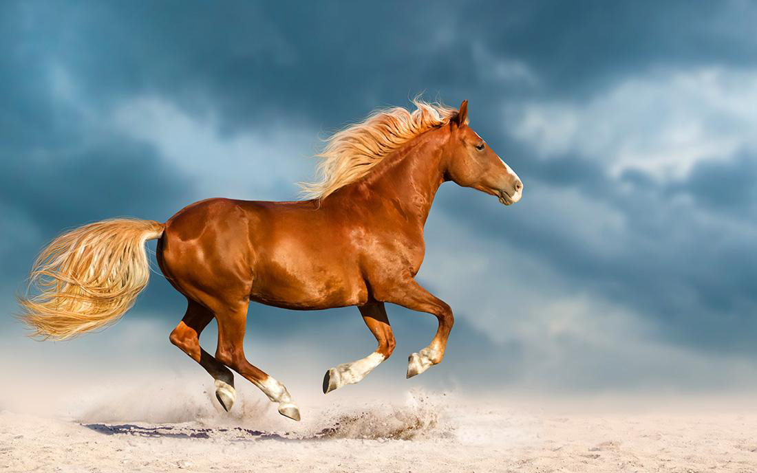 说文解字小结,说文解字第625课