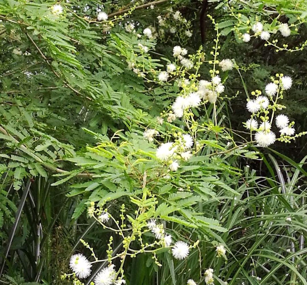 38种常见入侵植物花朵,38种疯狂的入侵植物
