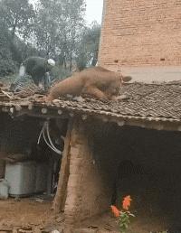 搞笑gif开心一刻,搞笑gif爱情来得太突然了