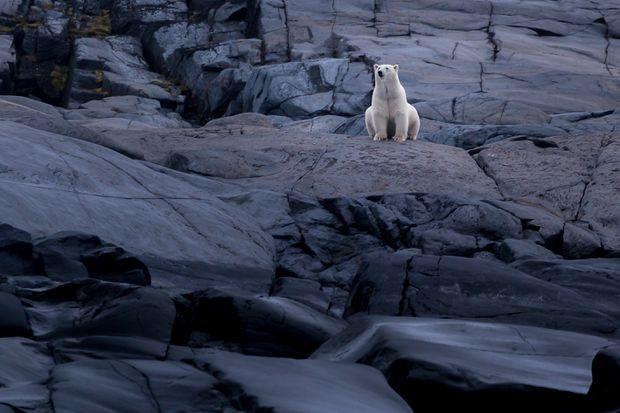 第六次生物大灭绝都会灭绝什么,第六次物种灭绝