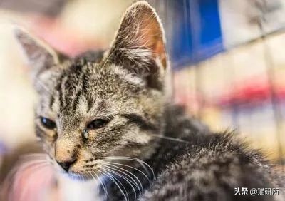 猫咪眼睛突然出分泌物还伴有干呕,猫咪眼睛分泌物突然增多怎么回事