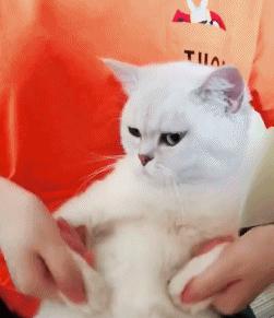 春天里，猫咪需要“三防一管”