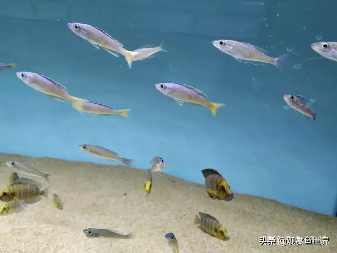 梦想的三湖世界持续建设中……方位:中国天津