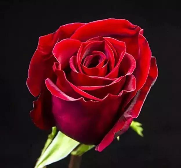 100种玫瑰花品种大全,玫瑰花有哪些品种大全