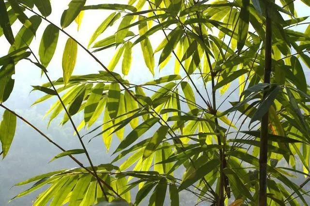 水养凤尾竹叶子黄,散尾葵盆栽凤尾竹叶子发黄怎么办