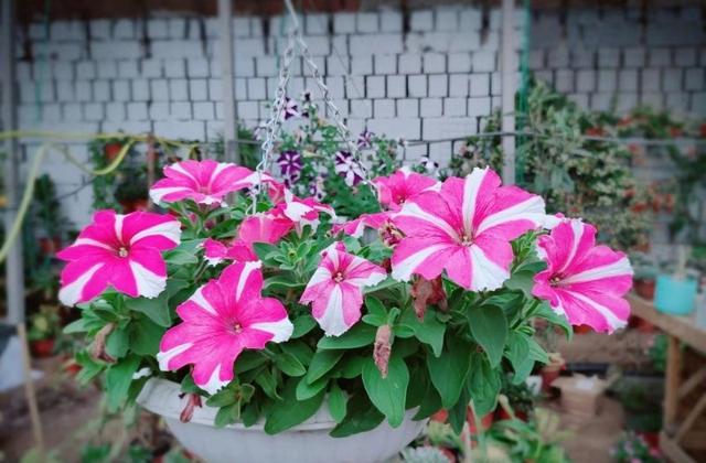 养花10年浇水技巧,花卉浇水干湿循环几天最好