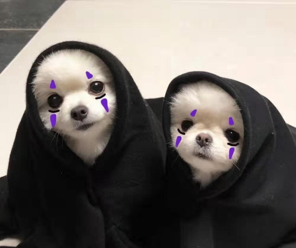 适合学生养的狗狗博美,博美十大最适合懒人养的狗排名