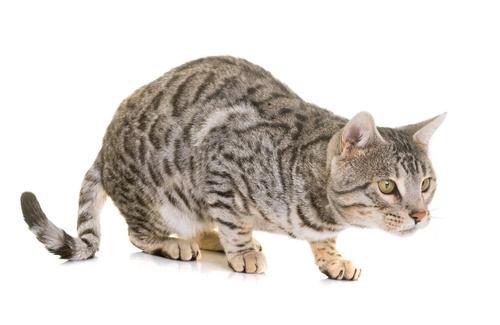 小猫咪能看懂别的猫咪照片吗,小猫咪在猫咪的眼里是什么样的