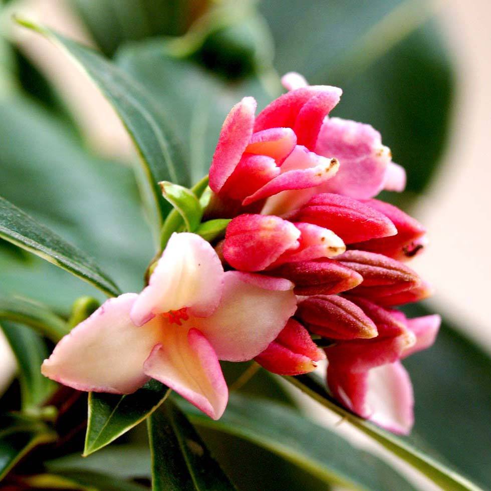 这六种花寓意吉祥好养易活,家中最旺财的4种花