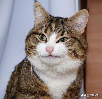 小米手机中微信可以复制无法粘贴,小米手机淘宝复制链接无反应