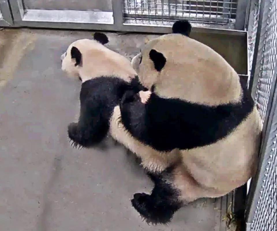 终于拍到熊猫,终于拍到了可爱的大熊猫