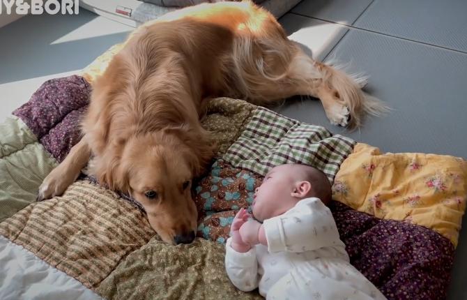 女主人生孩子后宠物的反应,女主人生了宝宝狗狗会咬吗