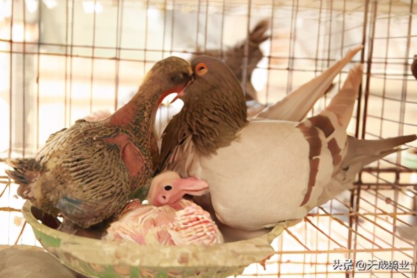 养2000只肉鸽,广东养什么肉鸽好