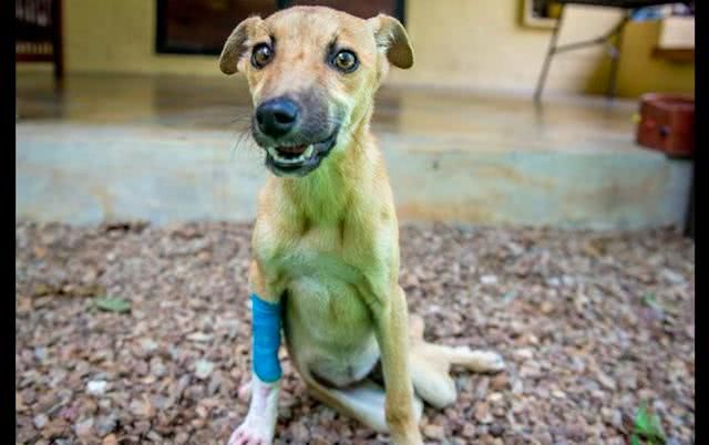 狗狗后腿突然骨折,狗狗脊椎骨骨折为什么会瘫痪