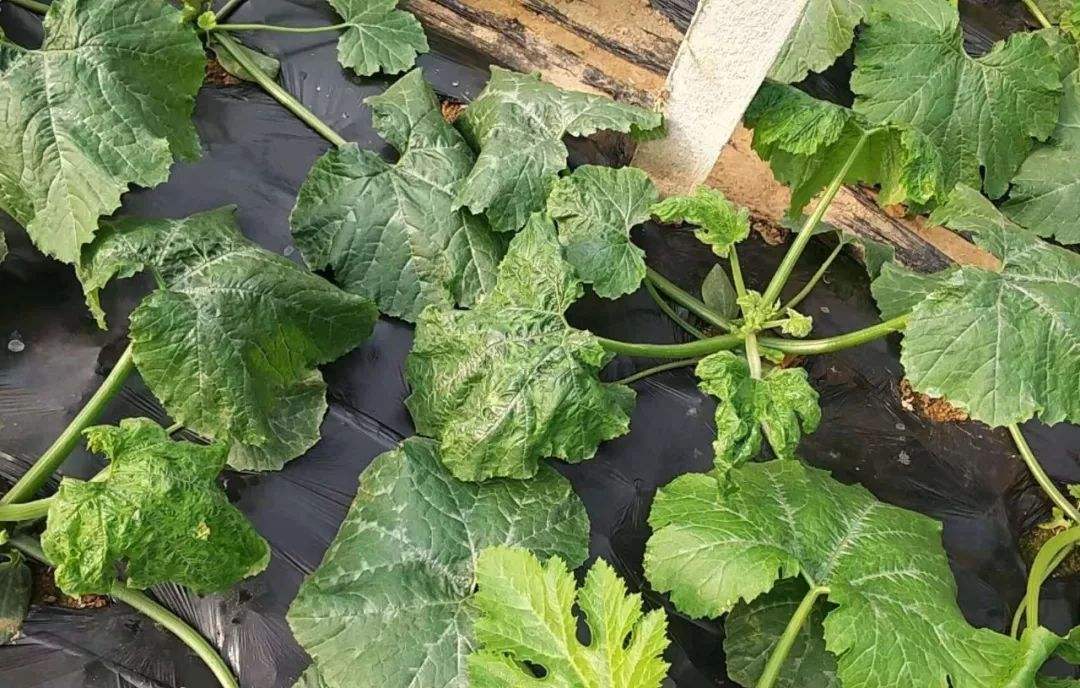 西葫芦病毒病的症状及其防治方法,西葫芦病毒病怎么防治视频