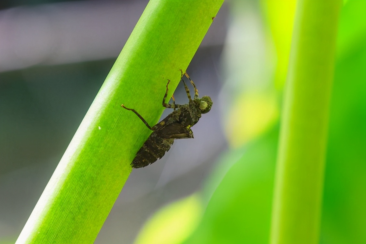 法布尔与昆虫记视频,法布尔和昆虫记资料