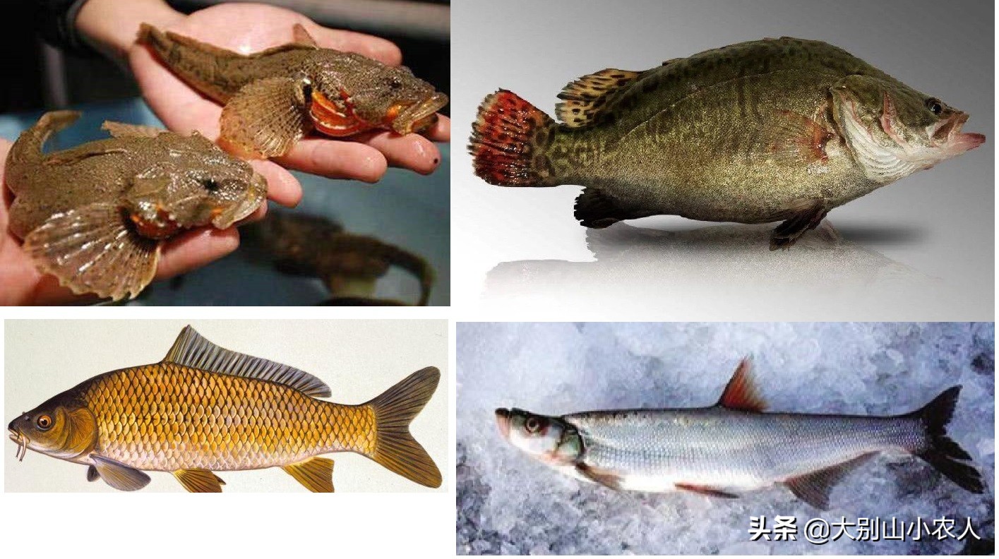 四大家鱼为什么那么难吃,四大家鱼之首的青鱼为何可怕
